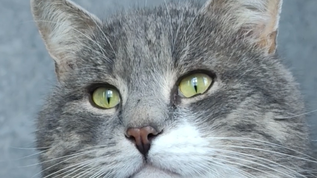 03-02-2026Один зимний день кота БарСи.#забавныепитомцы#юмор#кот