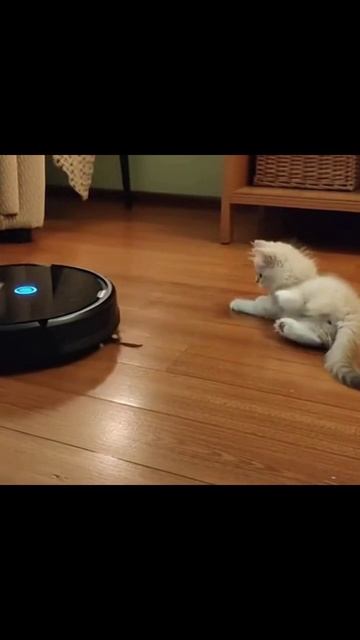 #роботпылесос #котёнок #забавно