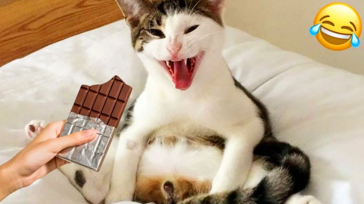 7 МИНУТ СМЕХА | ЛУЧШИЕ ПРИКОЛЫ С ЖИВОТНЫМИ | ПРО ЖИВОТНЫХ | СМЕШНЫЕ ЖИВОТНЫЕ смотреть онлайн