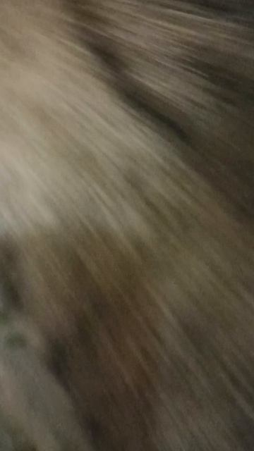 За ай ми гатито лайк