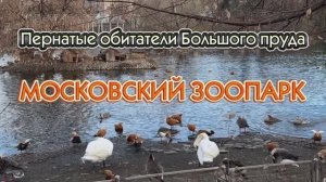 Пернатые обитатели Большого пруда. Московский зоопарк