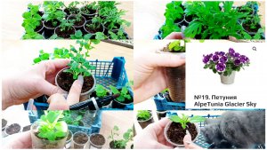 Пересадила черенки вегетативных растений.