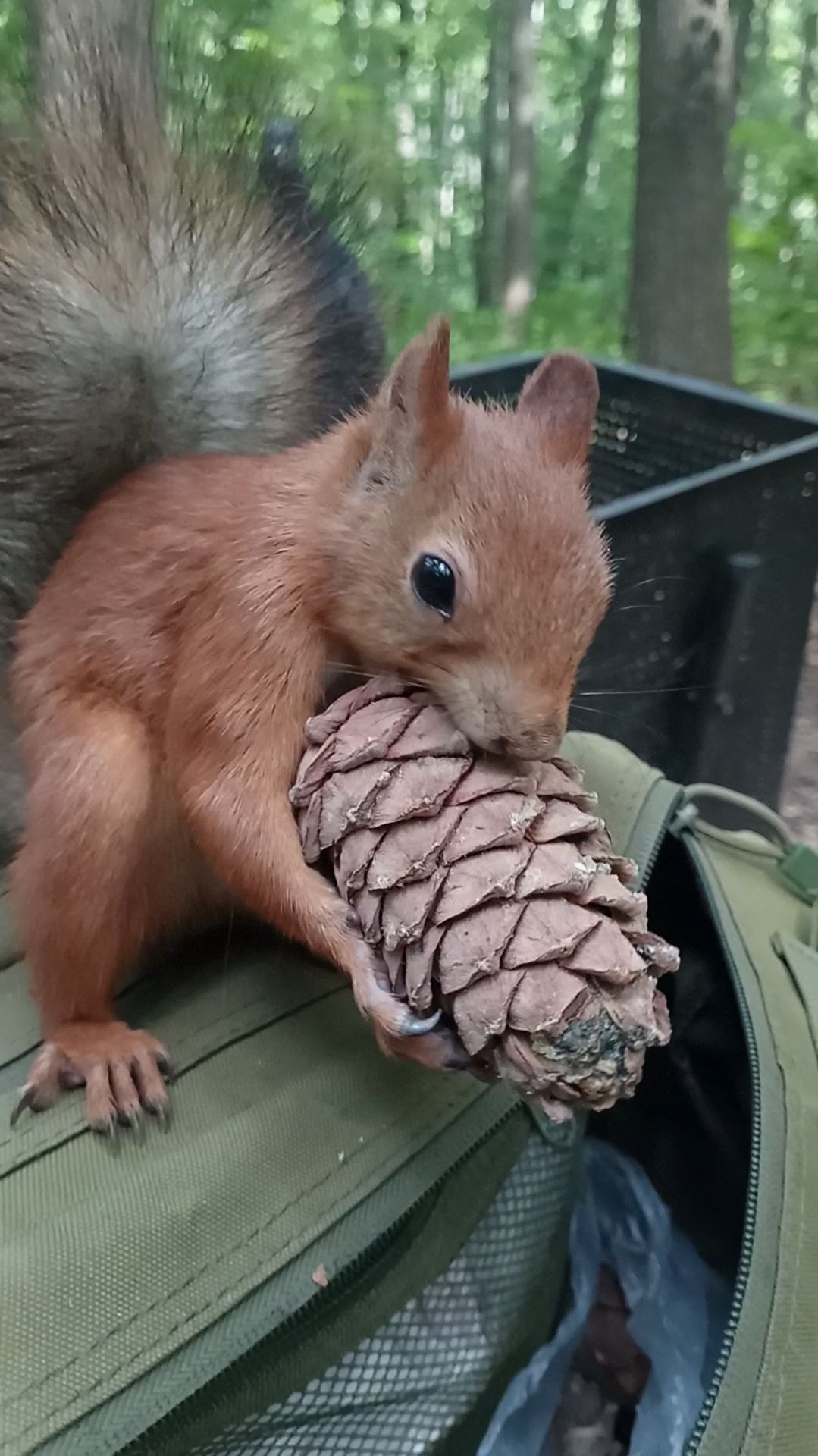 Белка пришла за шишкой. Июль 2023