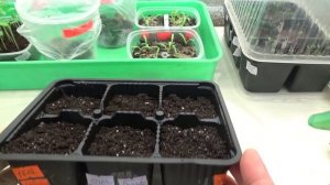 2179.  Посев индетерминантных (высокорослых) томатов.