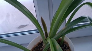 3.02.26. Борюсь со снегом. Скоро зацветет. Вкусняшки из погреба.