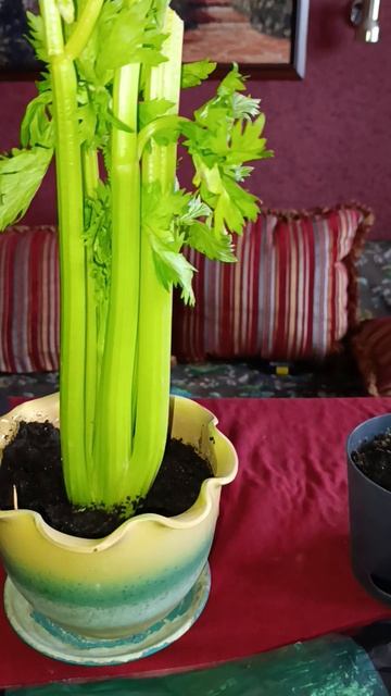 посадила сельдерей из магазина смотреть онлайн