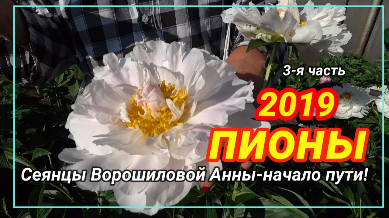СЕЯНЦЫ АННЫ ВОРОШИЛОВОЙ-3 ЧАСТЬ/САД ВОРОШИЛОВОЙ