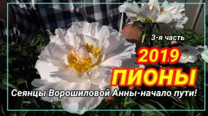 СЕЯНЦЫ АННЫ ВОРОШИЛОВОЙ-3 ЧАСТЬ/САД ВОРОШИЛОВОЙ