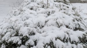 Вкусный салатик из простых овощей.