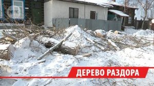 Сразу шесть деревьев спили во дворе по улице Блюхера в Иркутске