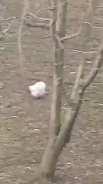 Снег сошел — пора курочек разводить! Не рано, как думаете?..