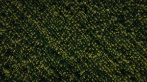 Гурьевск - Найди Свое Золото (бренд фильм)