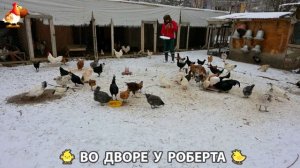Содержание кур в домашних условиях и других птиц во дворе у Роберта 🐣🐤🦆🐔🪿🦃 (408)