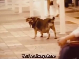 Хитро#опый пёс в Японии 😲 (подробности в закрепе)