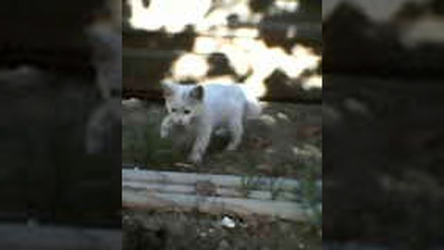 Маленький кот 🐈 Ромка. Родился в год Дракона