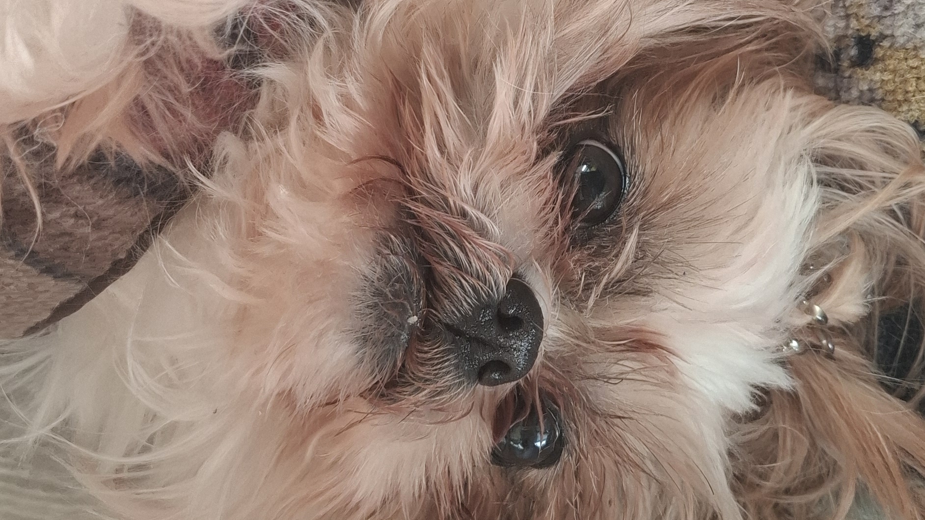 «Пёс на дежурстве: сон — это часть службы»🐶🐕😂