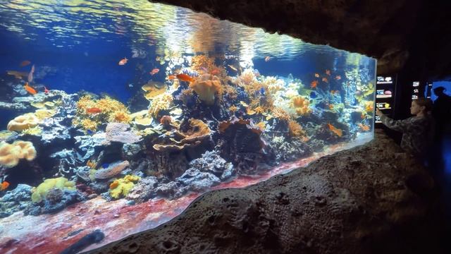 ПОДВОДНОЕ ЦАРСТВО ✨ Почему это лучший океанариум страны