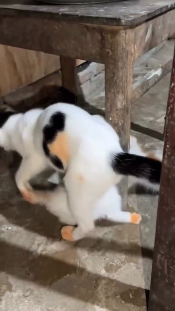 Кошки в носочках🥰