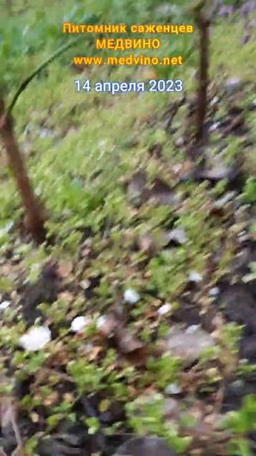 Кизилы 1 год цвет