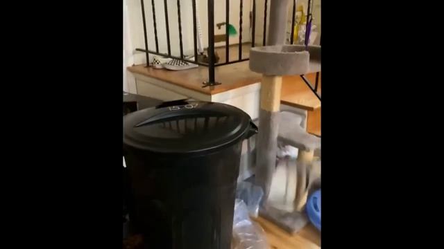 Выпуск 11 смешные и милые котики в различных ситуациях кошки коты приколы животные юмор Выпуск 11 смешные и милые котики в различных ситуациях кошки коты приколы животные юмор