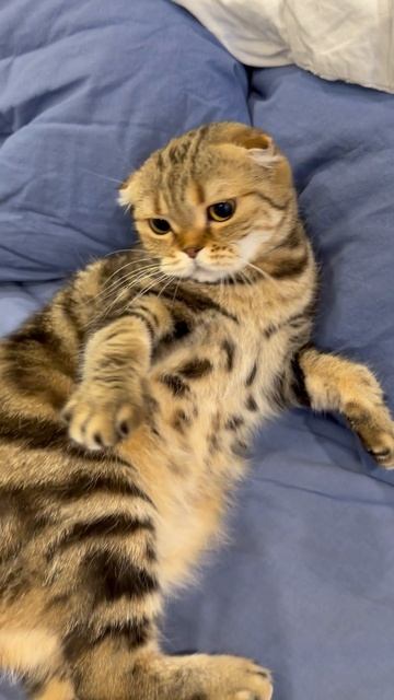 Злая шотландская вислоухая кошечка 🐱