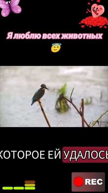 Я люблю всех животных😇 смотреть онлайн