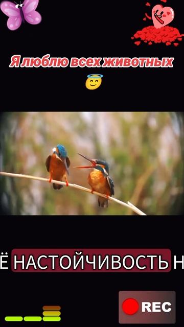 Я люблю всех животных😇 смотреть онлайн