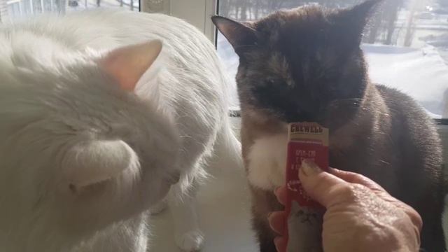 Леся и Сёма - Новое лакомство смотреть онлайн