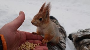 Балерина забежала перекусить