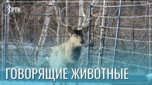 Еноты и ежики предскажут наступление весны вместо синоптиков