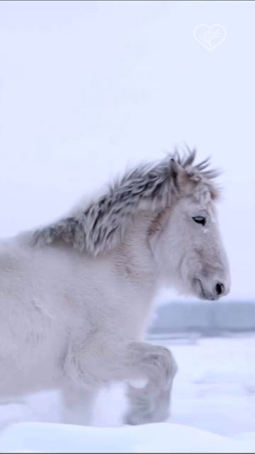 Якутские (Оймяконские) лошади
