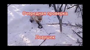 проверка капканов и ловушек