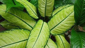 Комнатные растения🌿❤️ Понемногу обо всём...❄️☀️🪴