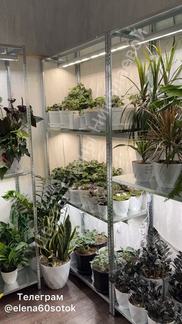 У ВСЕХ ШОК ОТ ЦЕНЫ на 5 СТЕЛЛАЖЕЙ и 12 ЛАМП, сделала себе красоту смотреть онлайн