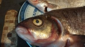 Бешеный клёв😂