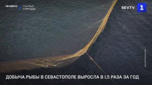 Добыча рыбы в Севастополе выросла в 1,5 раза за год