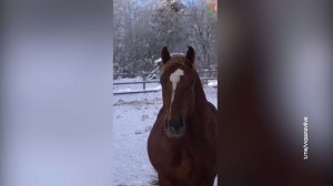 Фестиваль «Русская тройка» состоится в Вологодском округе