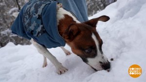 Как отучить собаку подбирать еду с земли. Доброе утро. Фрагмент выпуска от 03.02.2026