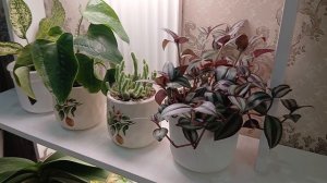 3 февраля 2026 г.Новые комнатные растения в коллекции. Рассада петунии,гадания и земляника