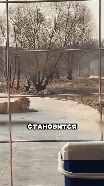 ГИГАНТ, КОТОРЫЙ НЕ ДОЛЖЕН БЫЛ РОДИТЬСЯ 😱🐯
