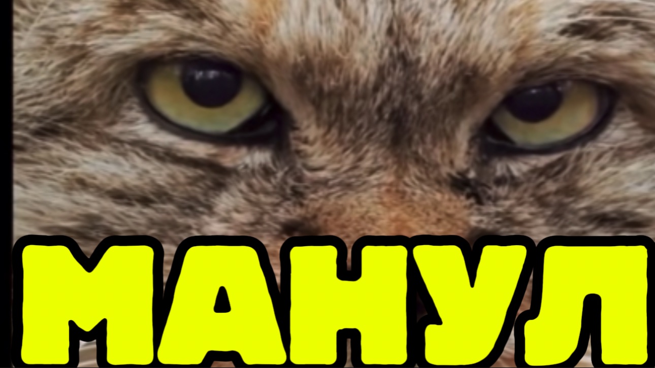 Манул дикий кот , познавательное видео для детей смотреть онлайн