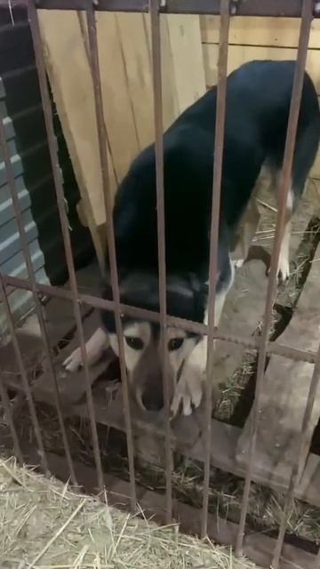 ⚠️⚠️⚠️МЕГА СОС⚠️⚠️⚠️
В Переволоцком районе Оренбургской области вновь введена ЭОС
9 собак в отлове ⚠️⚠️⚠️МЕГА СОС⚠️⚠️⚠️
В Переволоцком районе Оренбургской области вновь введена ЭОС
9 собак в отлове