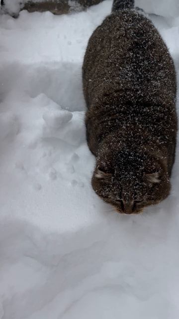 Тропинка Барсика прочищена 03-02-2026