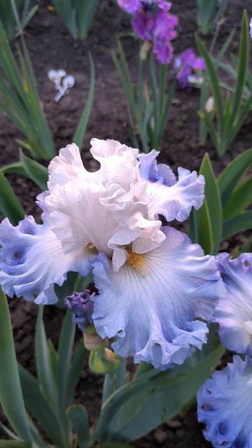 Ирис CARIBBEAN QUEEN (T.Johnson, 2018).mp4