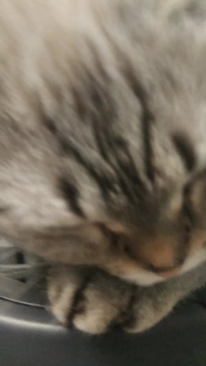 снимаю недовольных кошаров и меня.