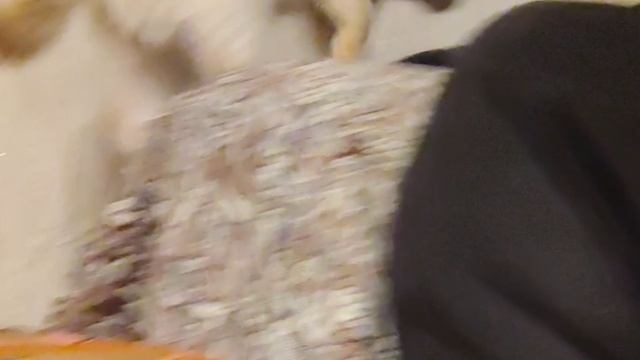 рекордный поедатель пицц котёнок Марсель! 🍕