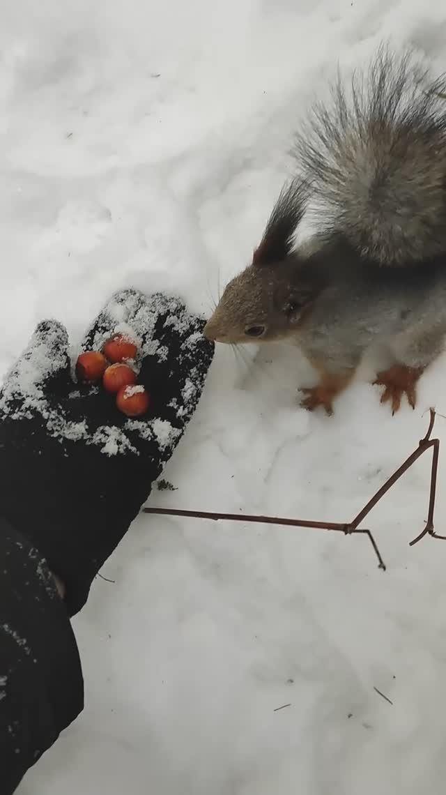 ❤ Белочка и фундук #берегитеприроду #зима #милота #животные #белка #белочки #впарке #добро #доброе