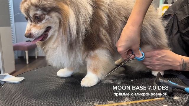 Елена Ривво: мастер-класс по стрижке прямыми ножницами с микронасечкой Елена Ривво: мастер-класс по стрижке прямыми ножницами с микронасечкой