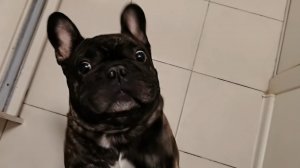 Крашик | Повторяем знакомые упражнения 🐶