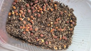 Микрозелень. Первые ростки 03.02.2026. Просто о жизни